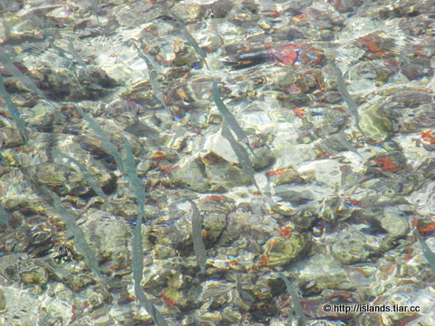 シェラトン・モルディブ